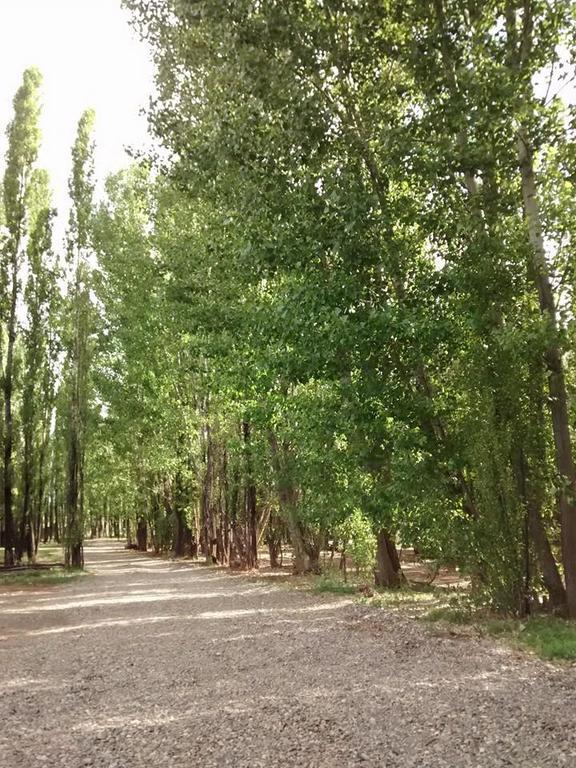 Terrazas En El Bosque Cabanas Malargue Ngoại thất bức ảnh