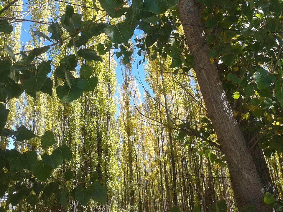 Terrazas En El Bosque Cabanas Malargue Ngoại thất bức ảnh